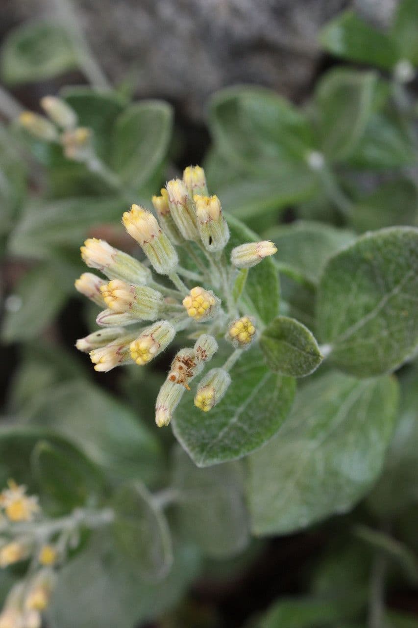Luina hypoleuca 2