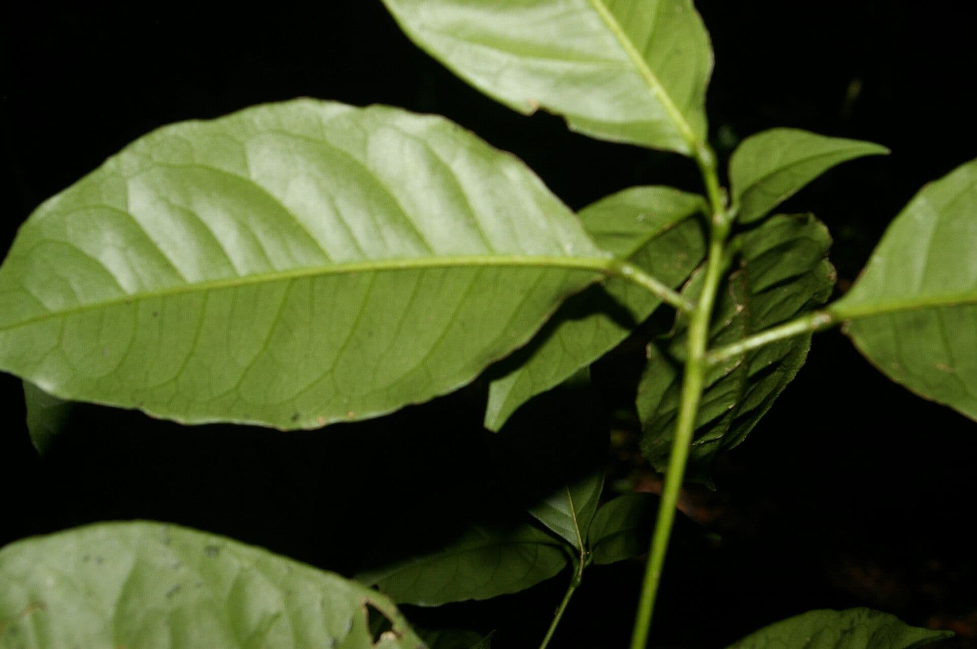 Peltostigma 11