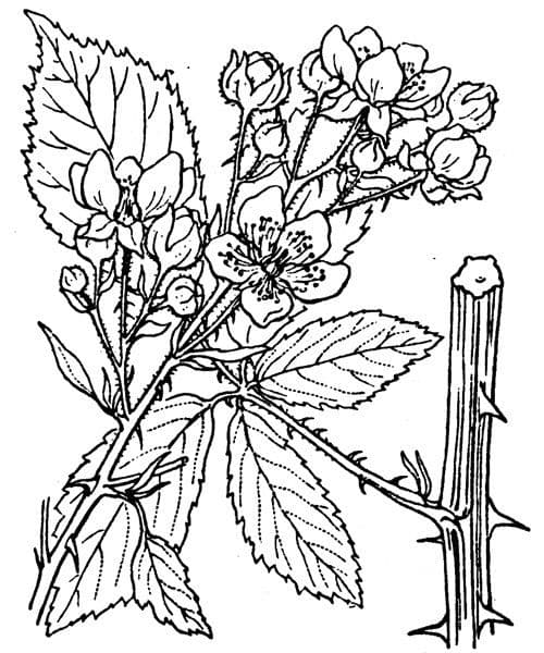 Berg-Brombeere 18