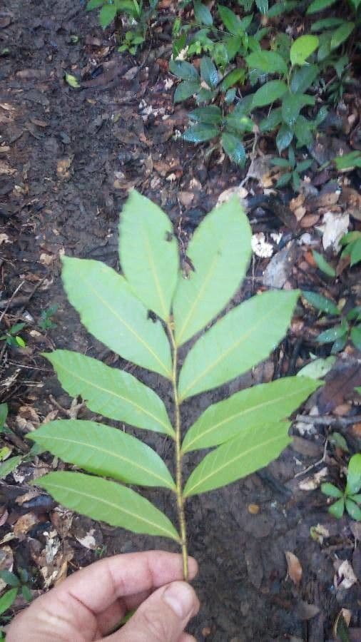 Cupania 5