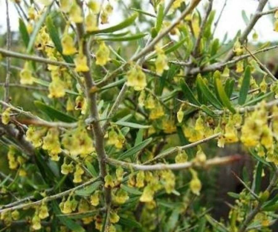 Melicytus 4