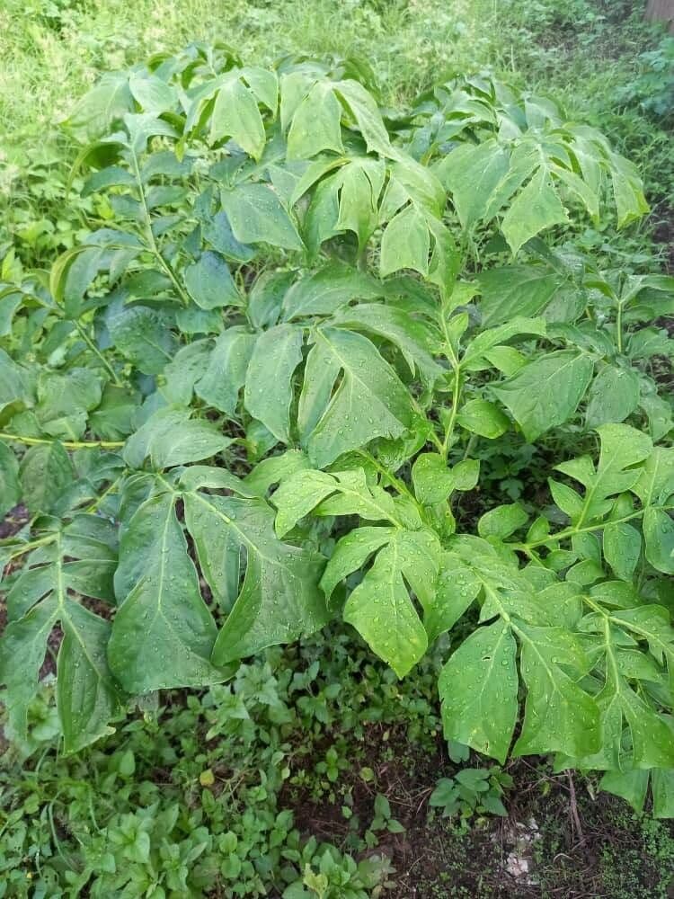 Anchomanes difformis 11