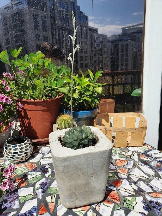 Hawortia Coopera 19