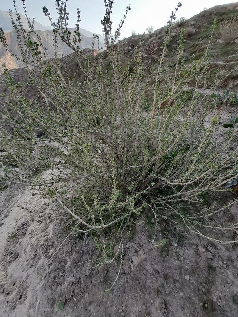 Zygophyllum 10