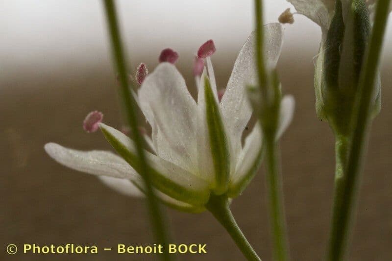 Minuartia setacea 4