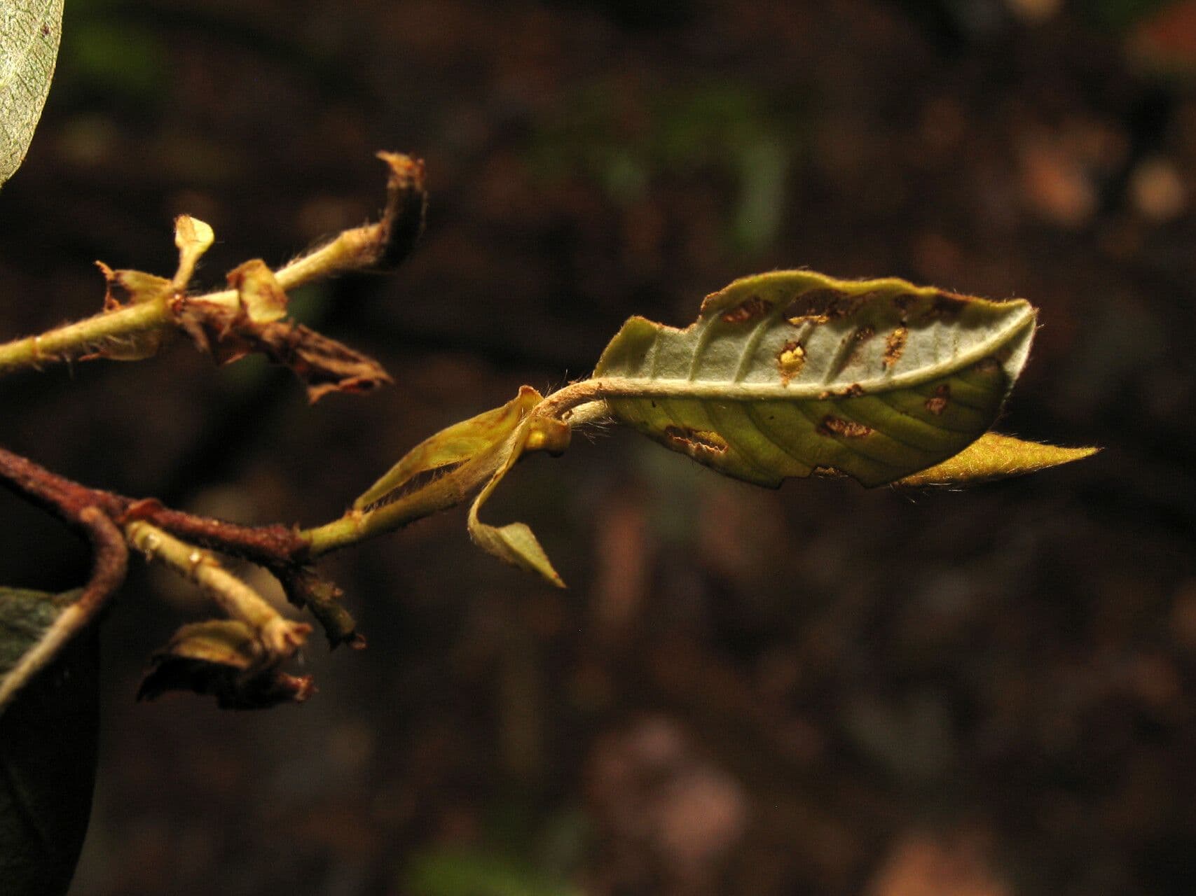 Parinari excelsa 10
