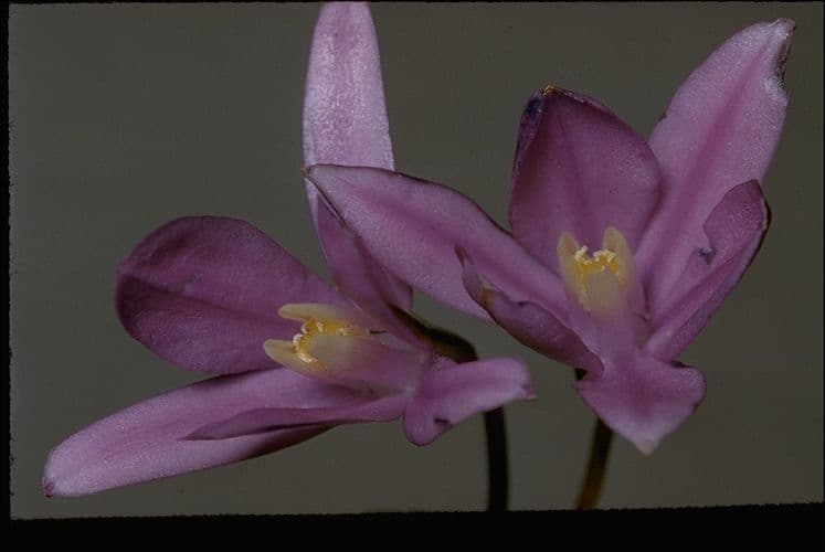 Brodiaea 8