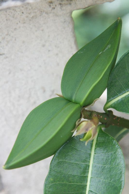Cryptostegia 5