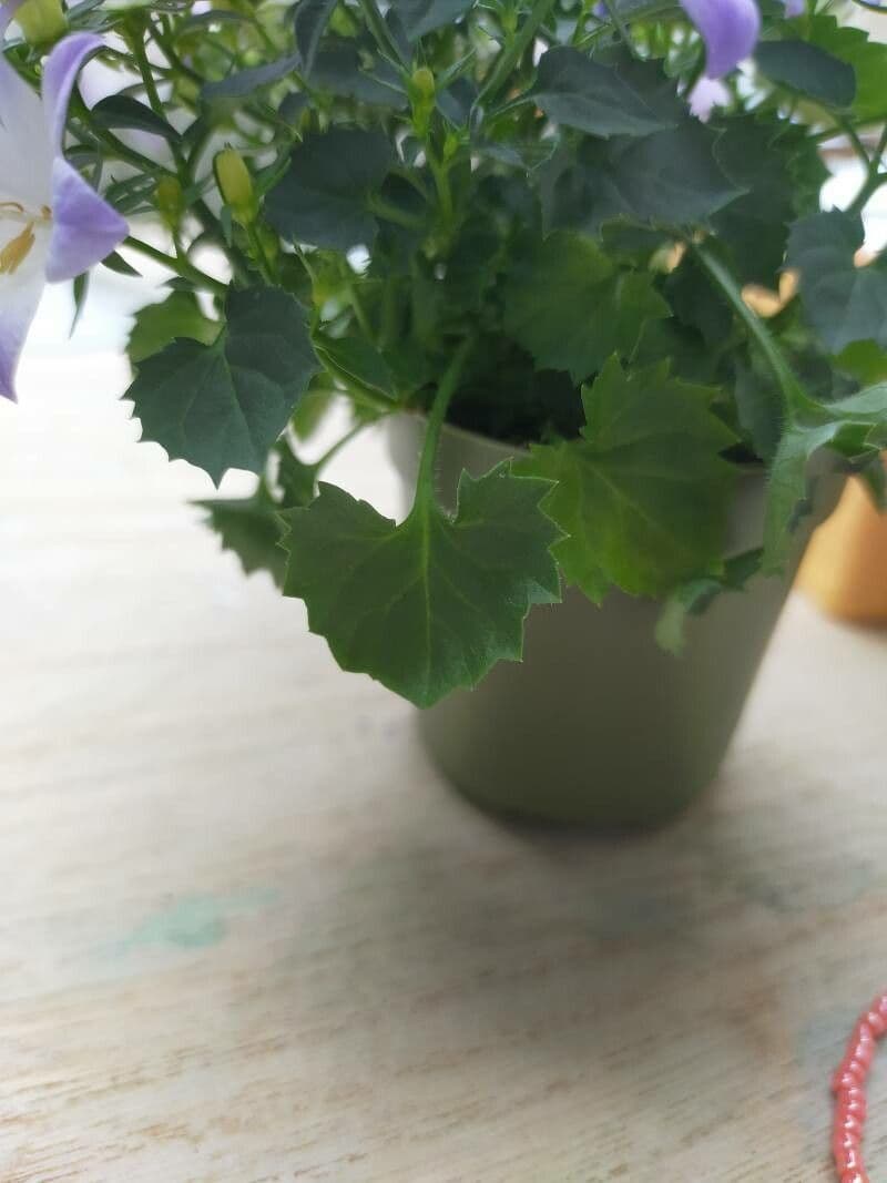 Campanula 11