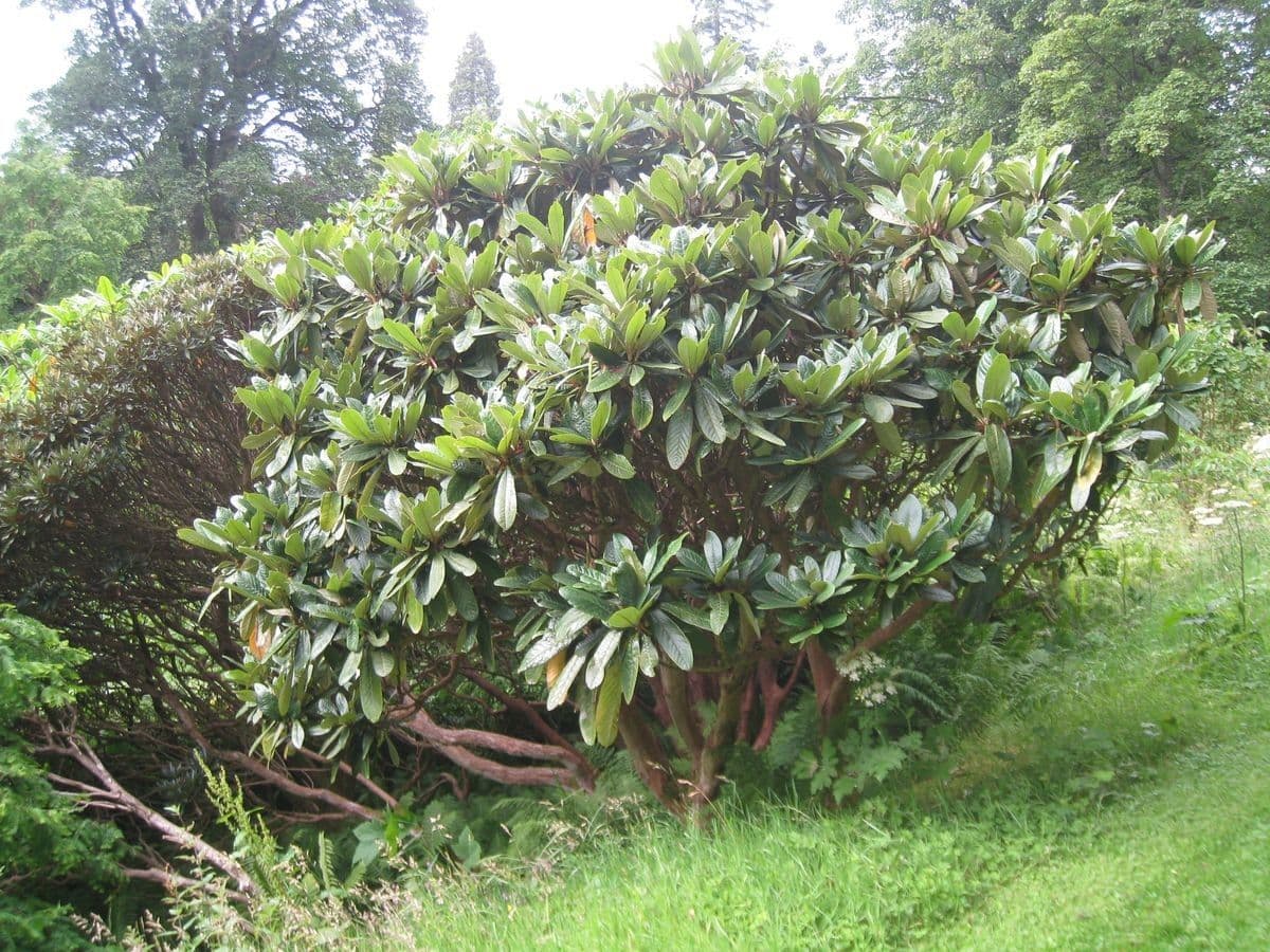 Rododendro 2