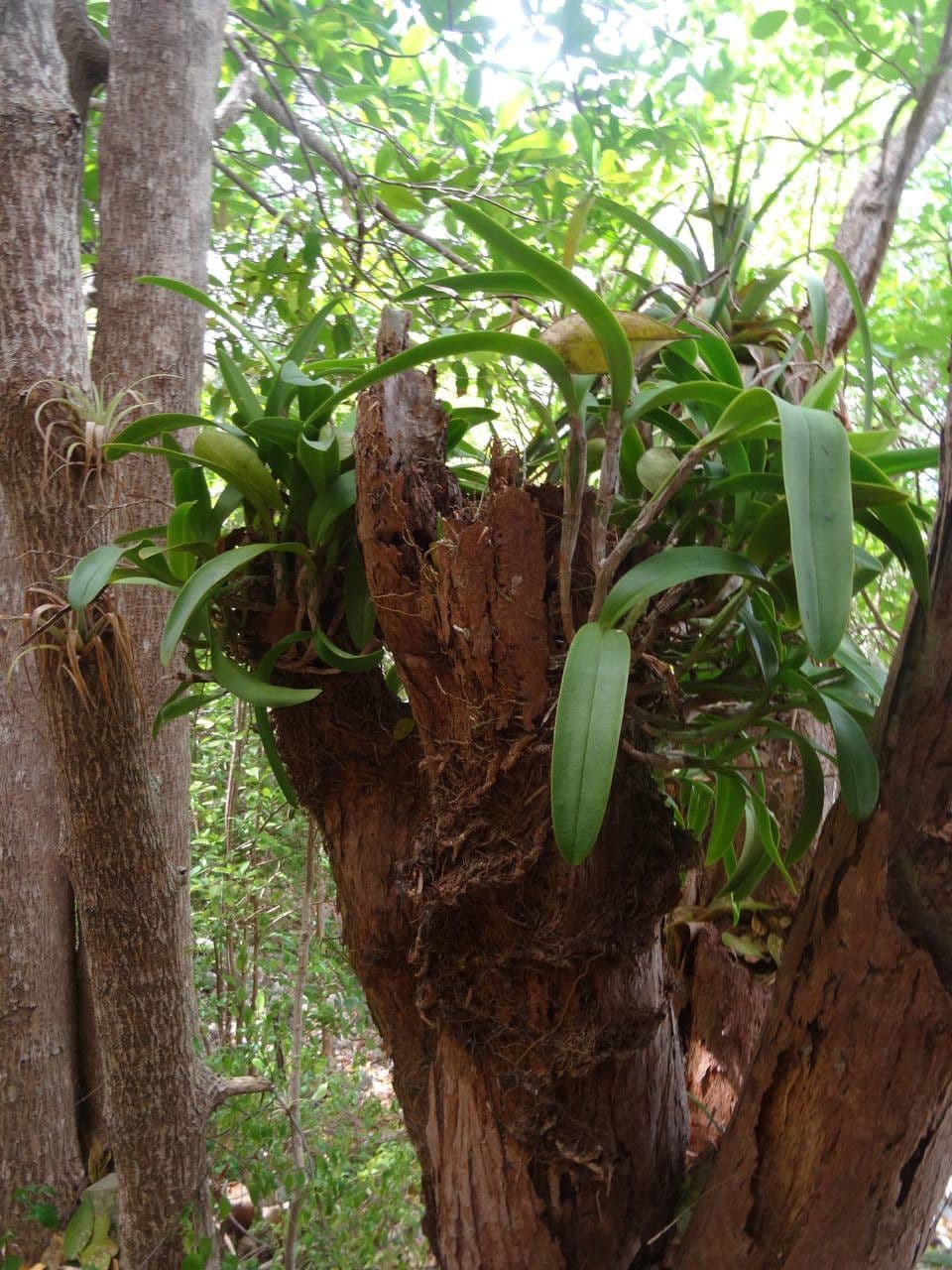 Epidendrum ciliato 10