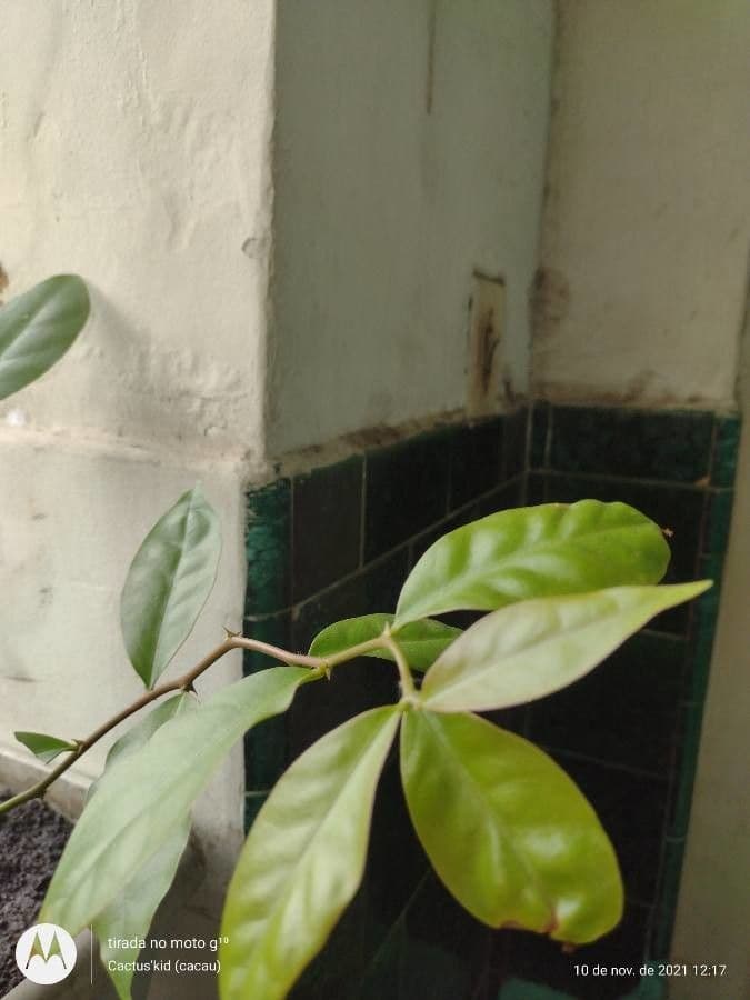 Pereskia 21