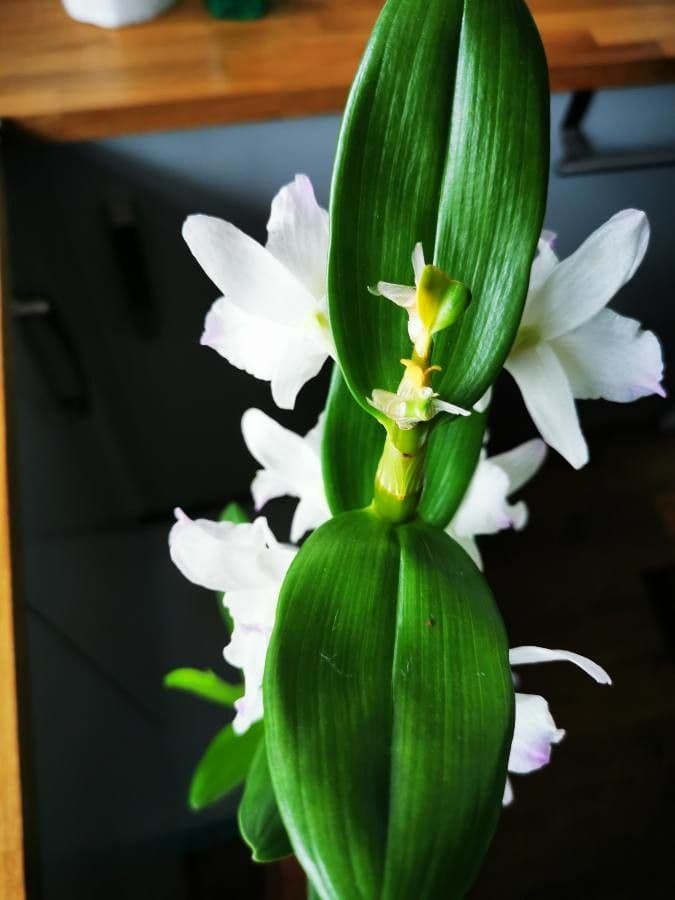 Vavřínovitý dendrobium 16