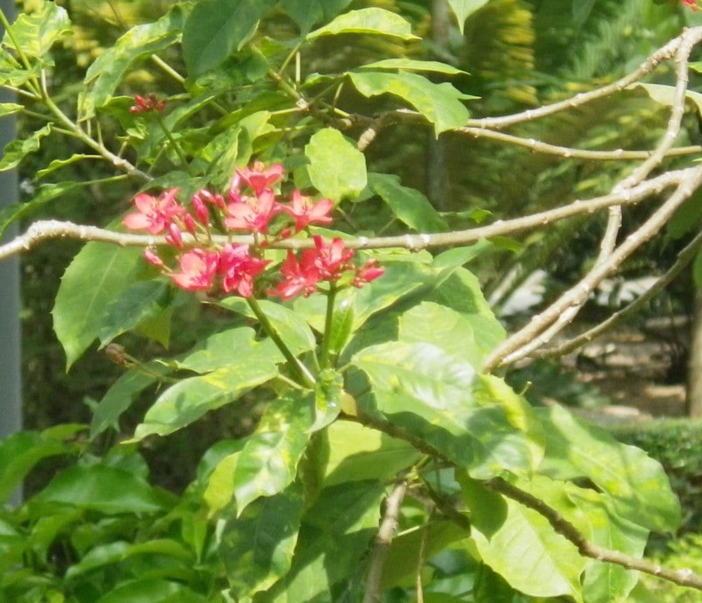 Jatropha integerrima 30
