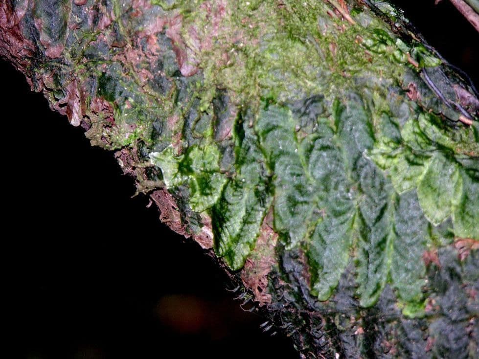 Trichomanes