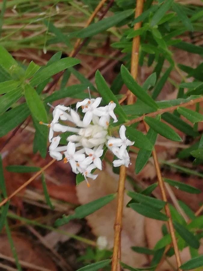 Pimelea humilis 2