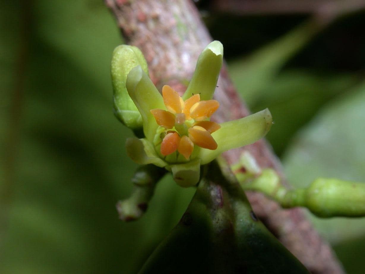 Sacoglottis 7