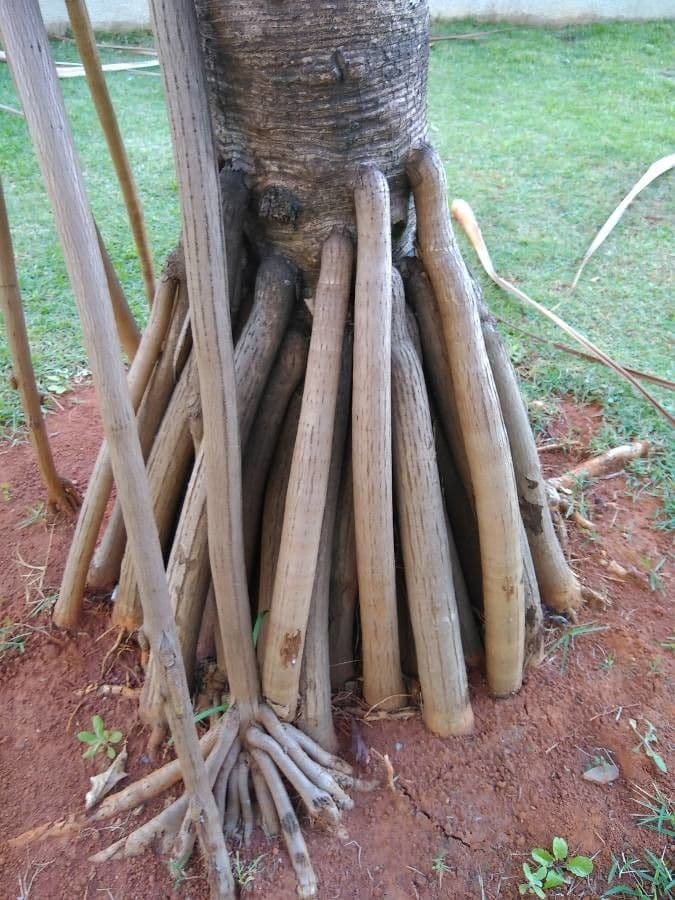 Pandanus tectorius 30