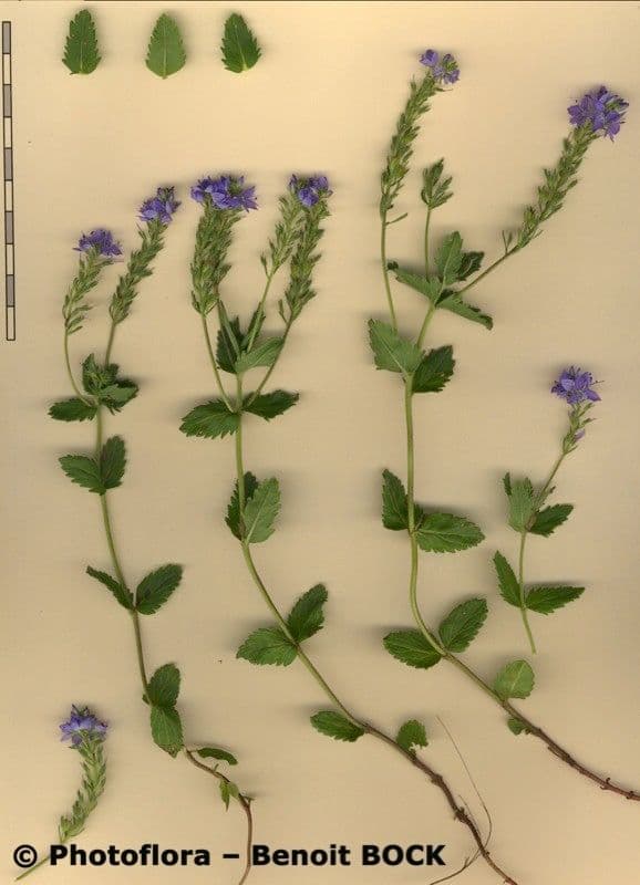 Veronica orsiniana 22