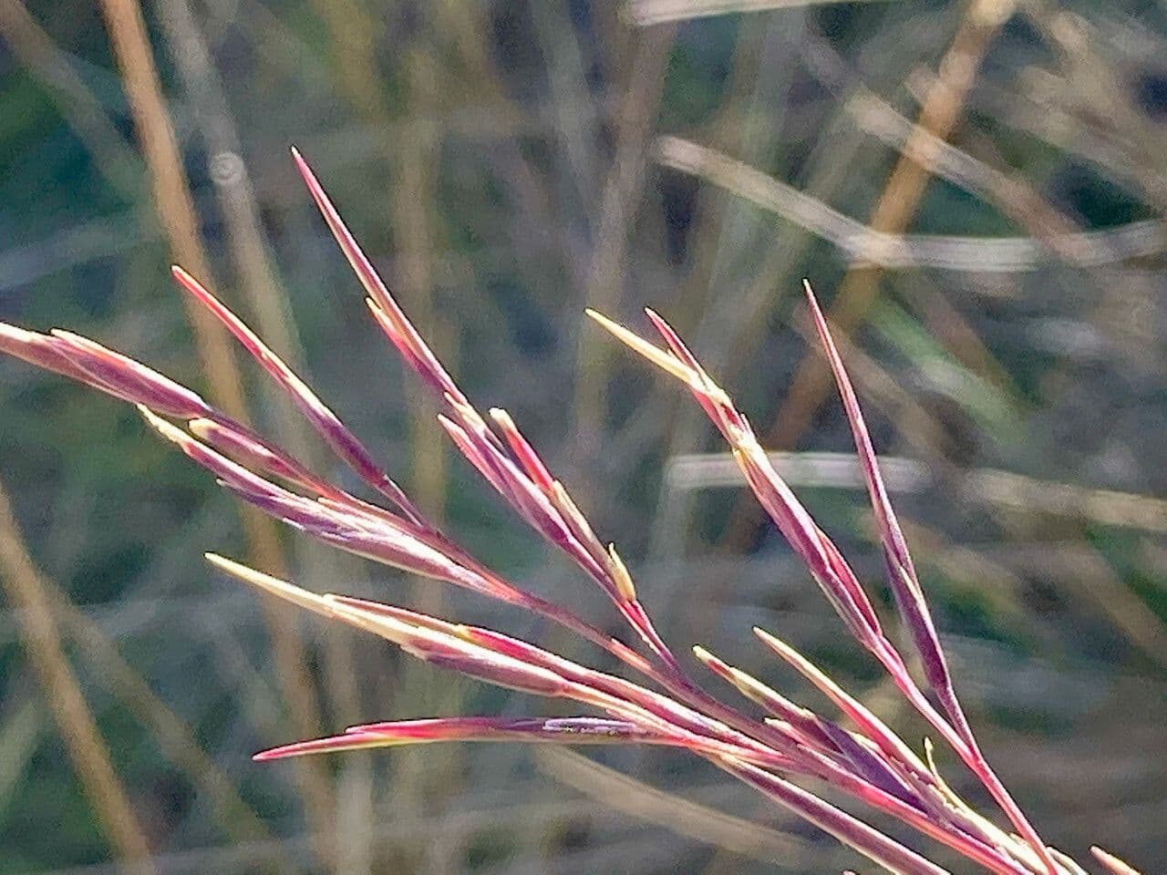 Festuca 3