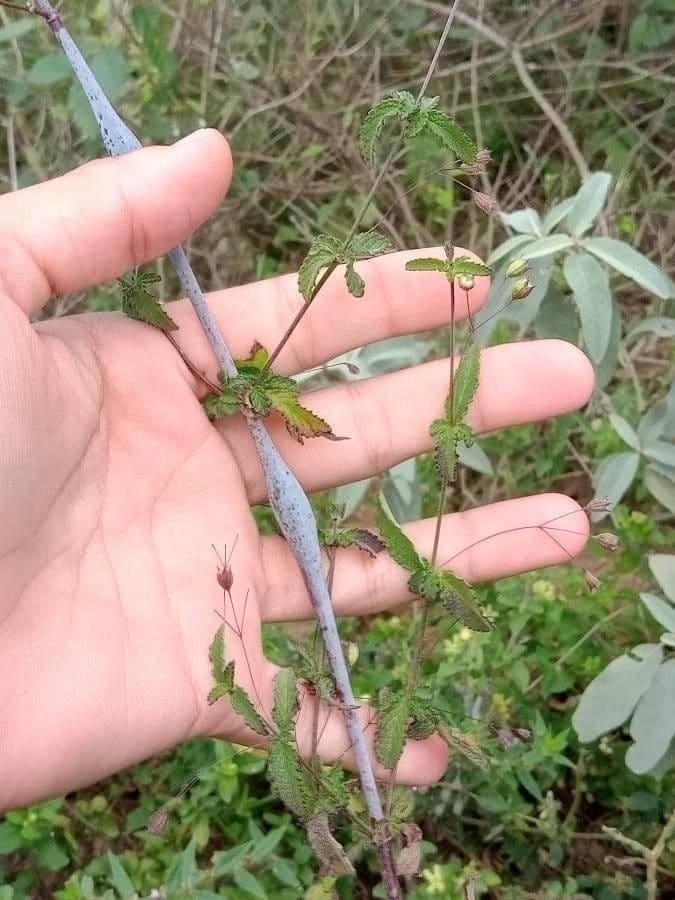 Hypenia salzmannii 2