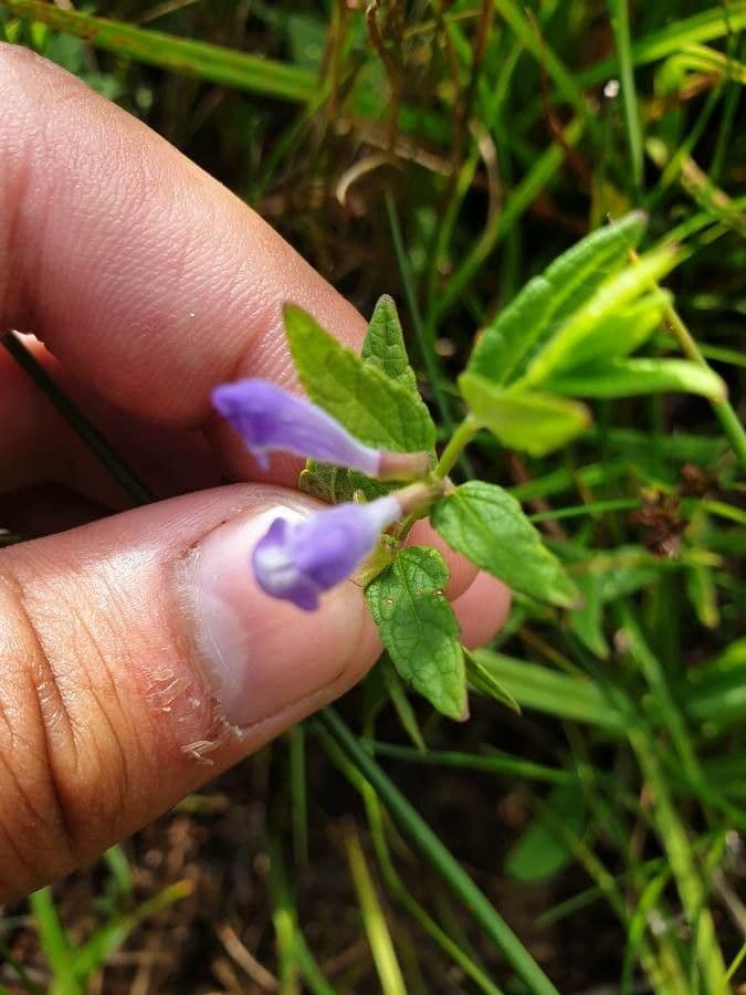 Scutellaria 16