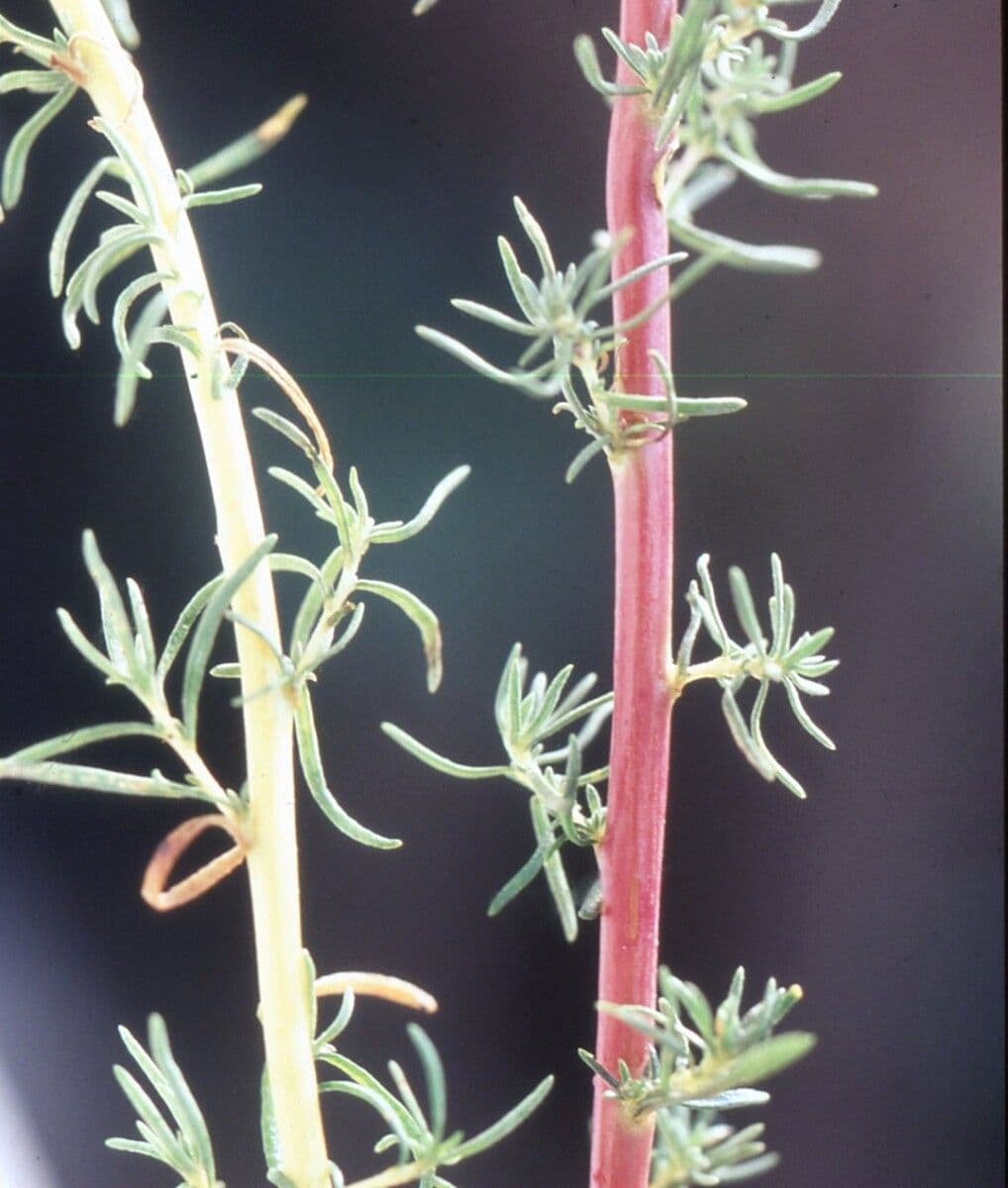Bassia prostrata 14