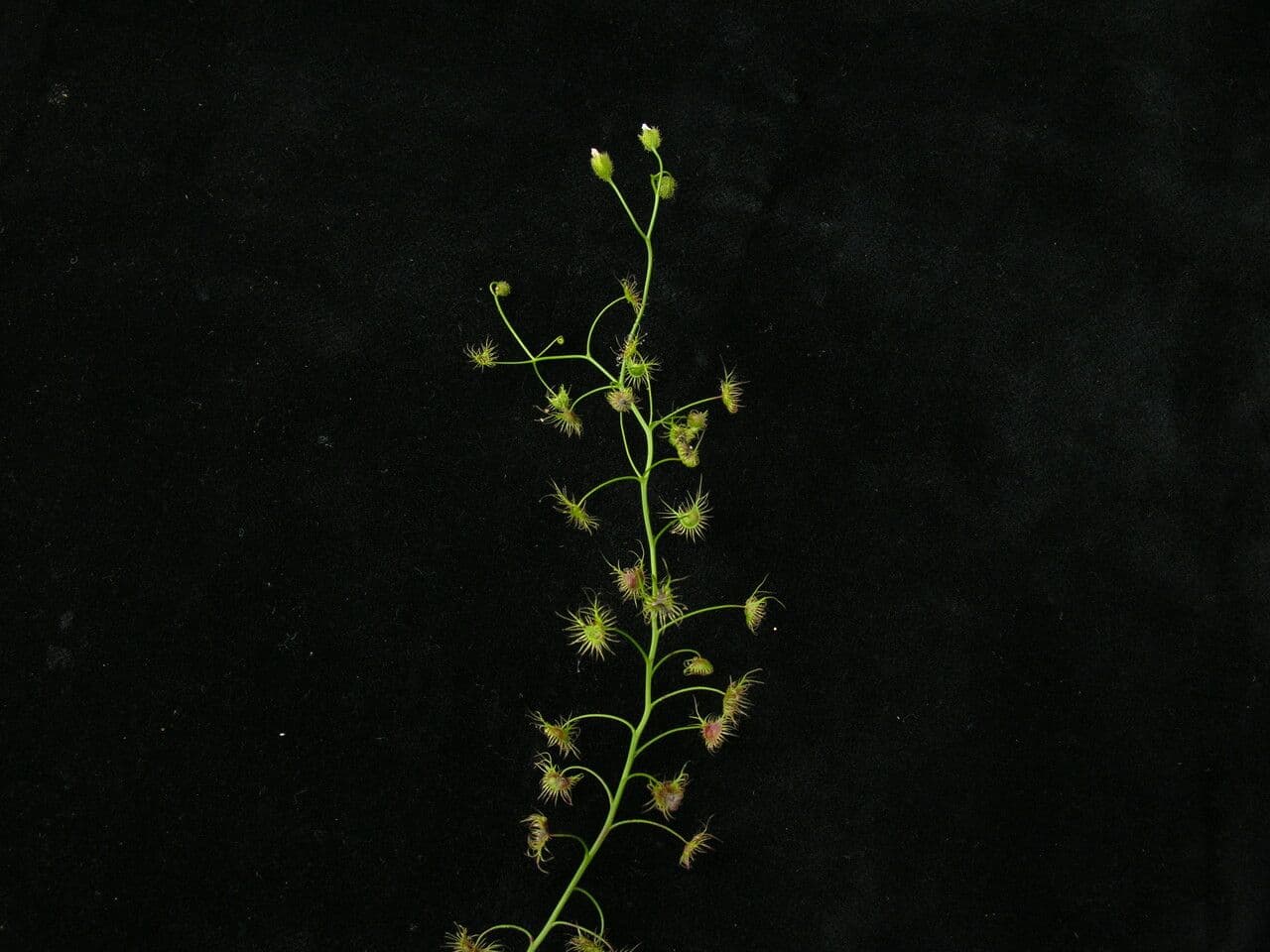 Drosera peltata 5