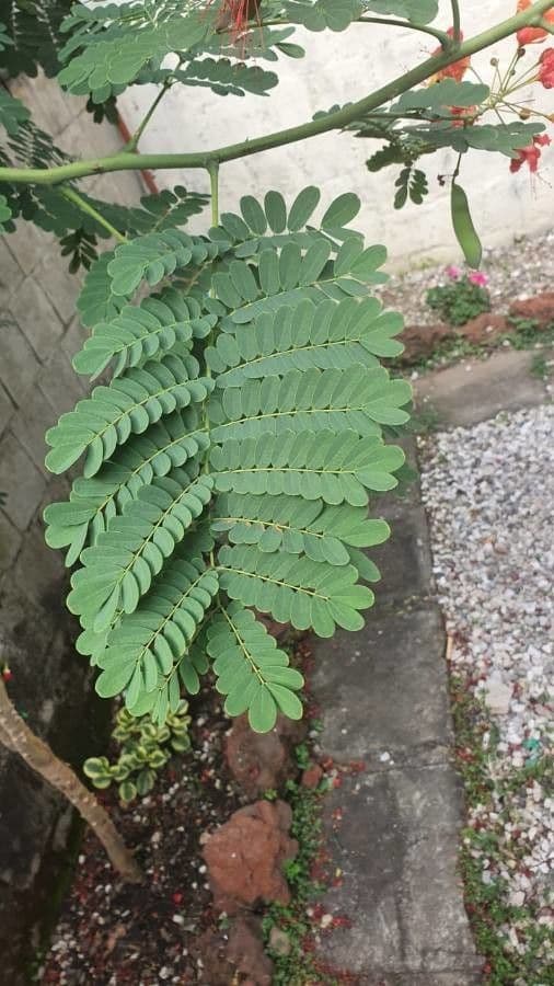 Cesalpinia 17