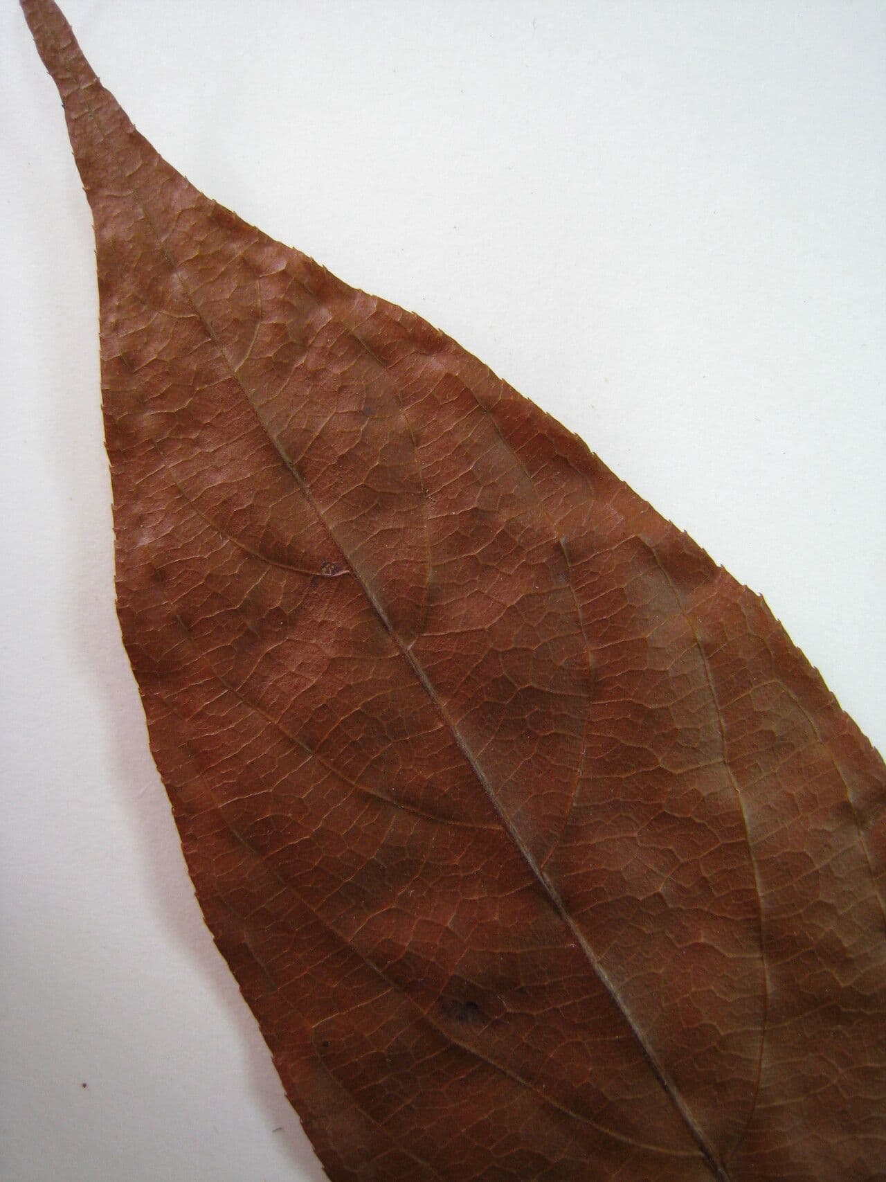 Casearia 5