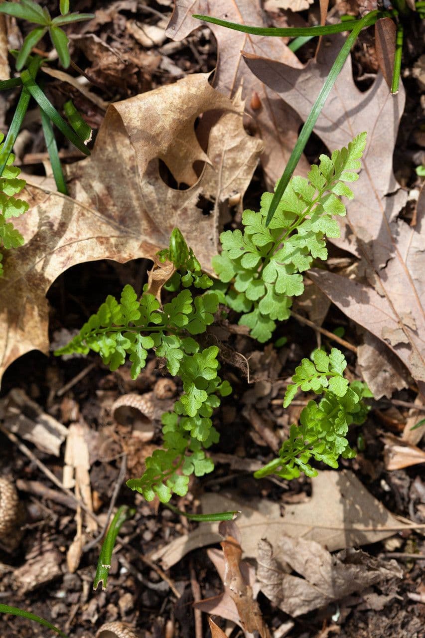 Cystopteris protrusa 3