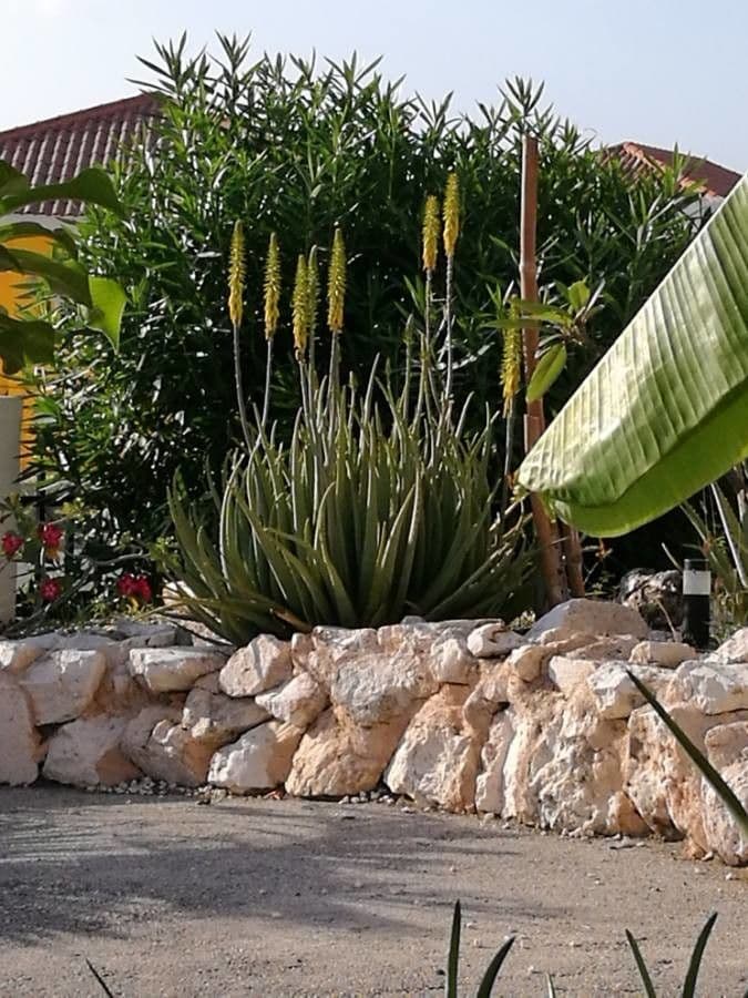 Aloe vera 15