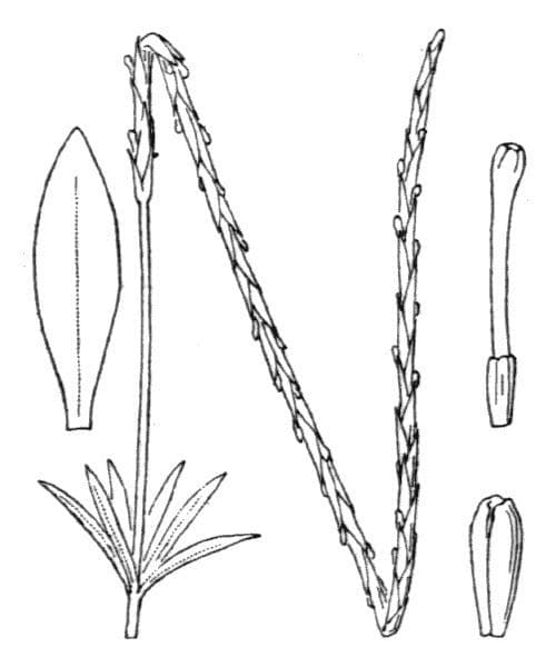 Breitblättriges Krapp 17
