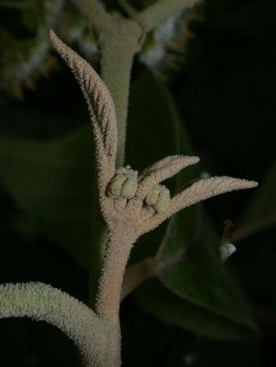 Callicarpa 20