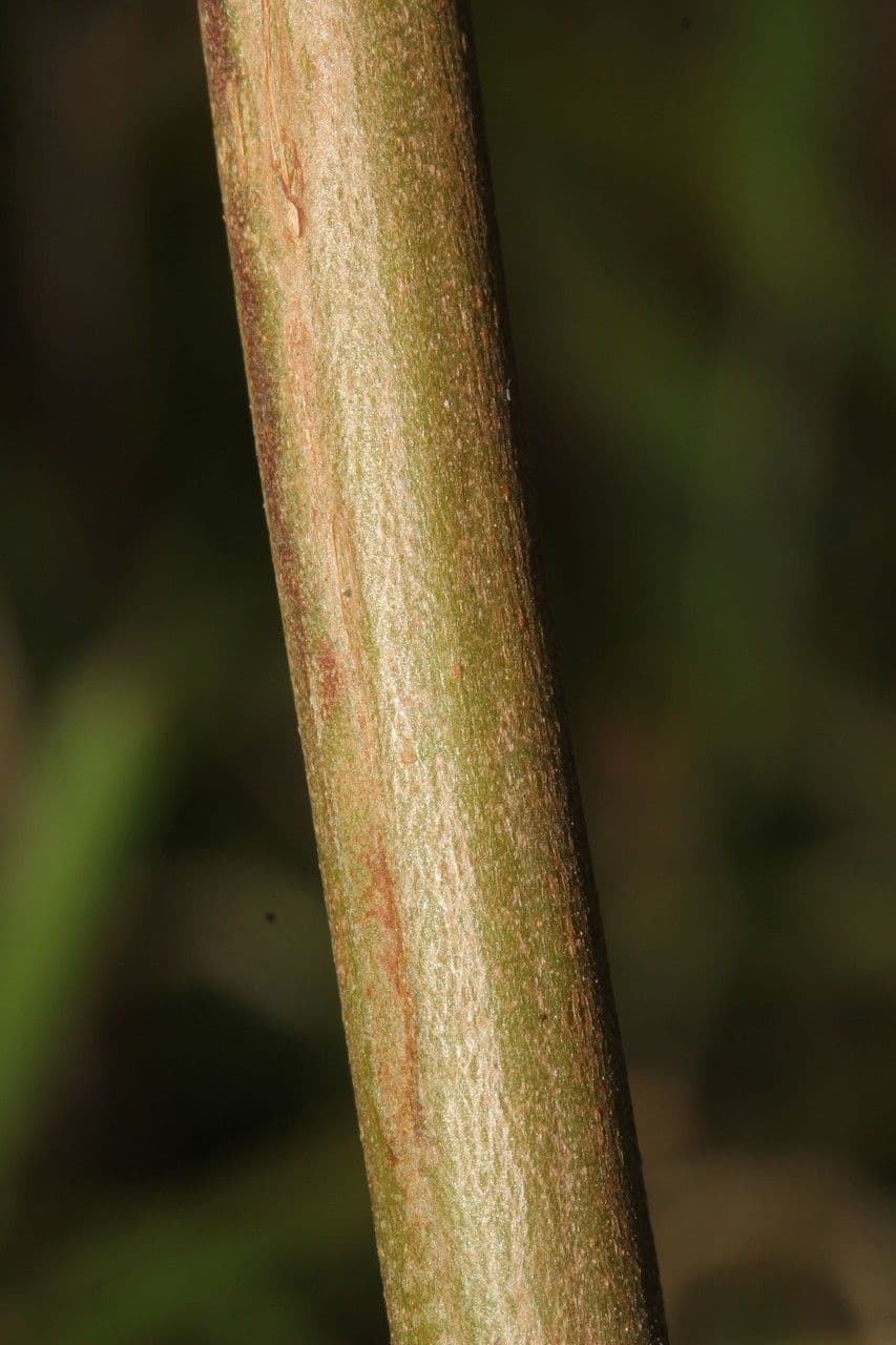 Clibadium 20