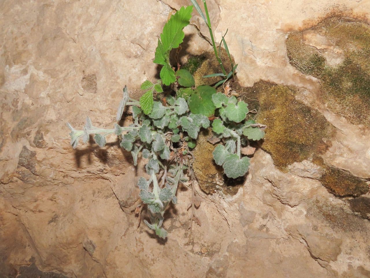 Campanula 7