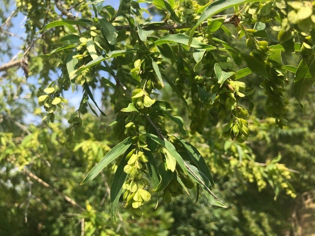 Fontanezja Fortune'a