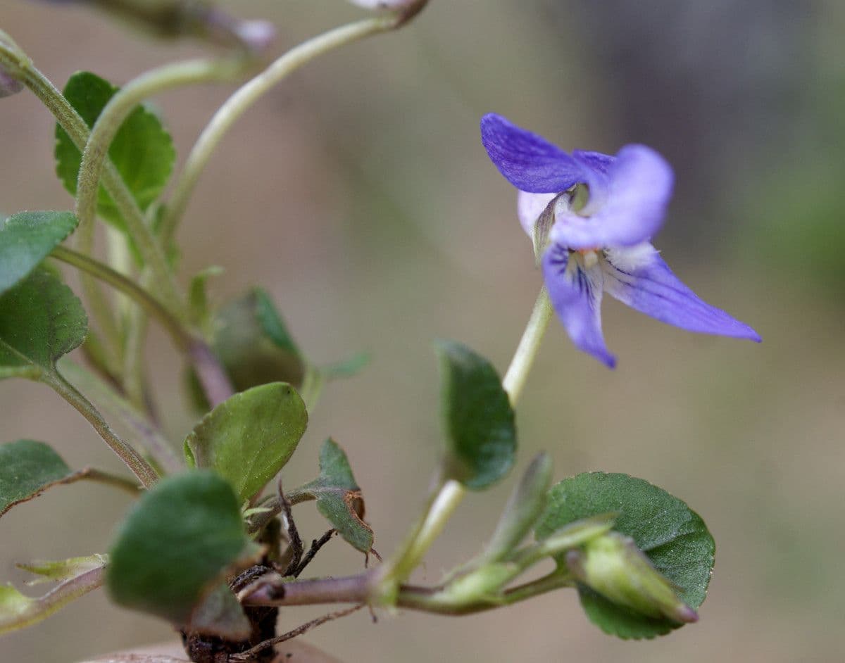 Viola rupestre 10