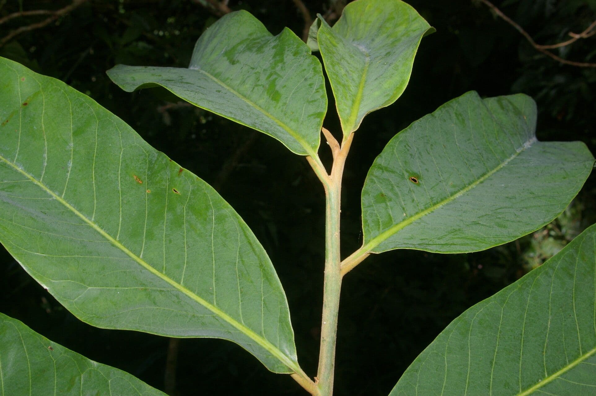 Virola 4