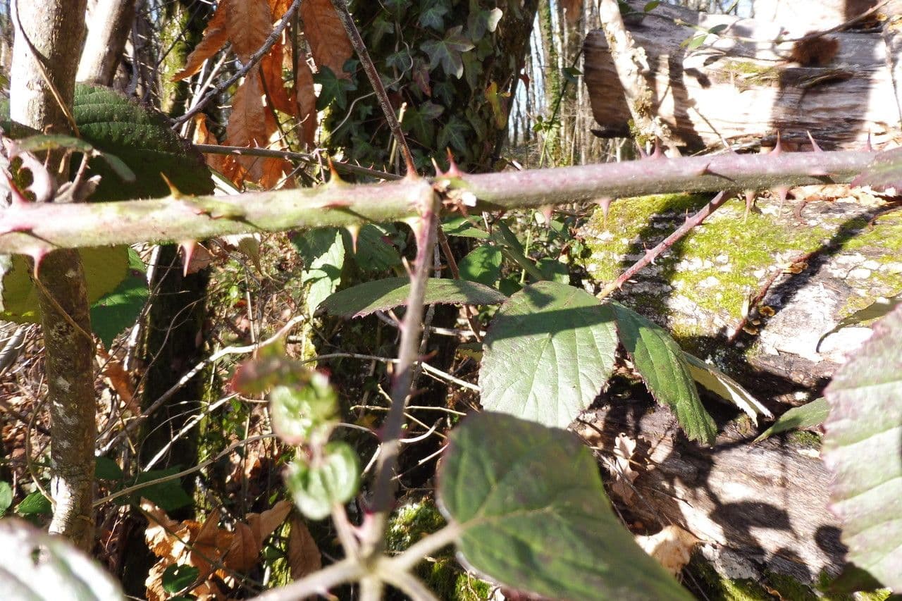 Großblättrige Brombeere 13