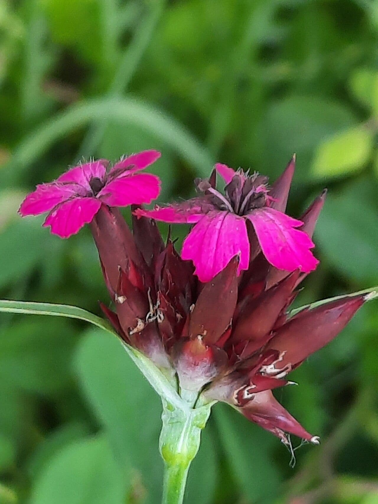 Dianthus 2