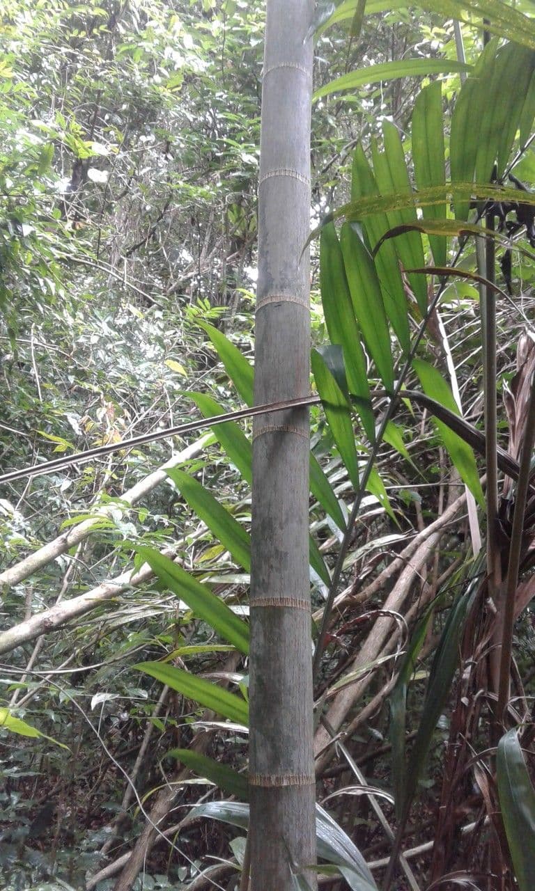Dypsis 6
