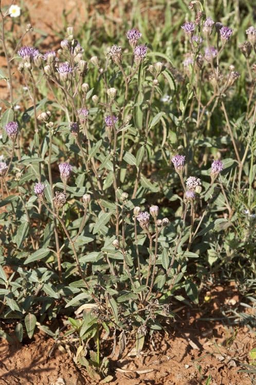 Palafoxia rosata 3