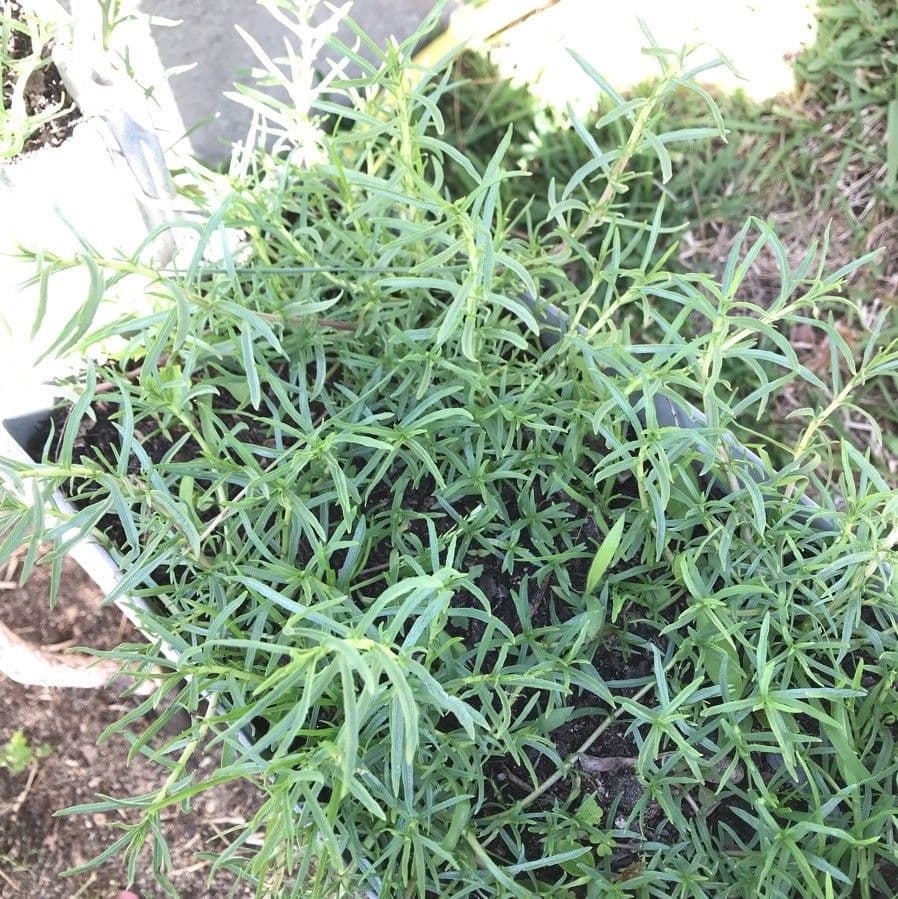 Menta cervina 11