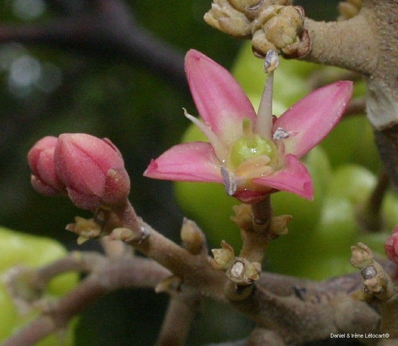 Dutaillyea trifoliolata 6
