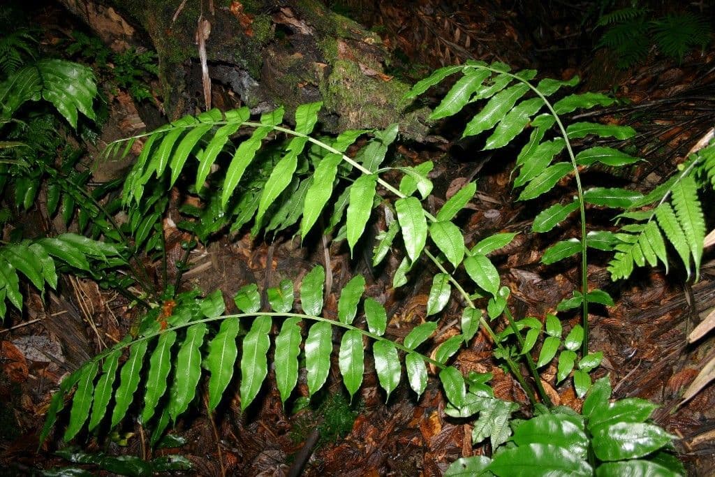 Diplaziopsis 3