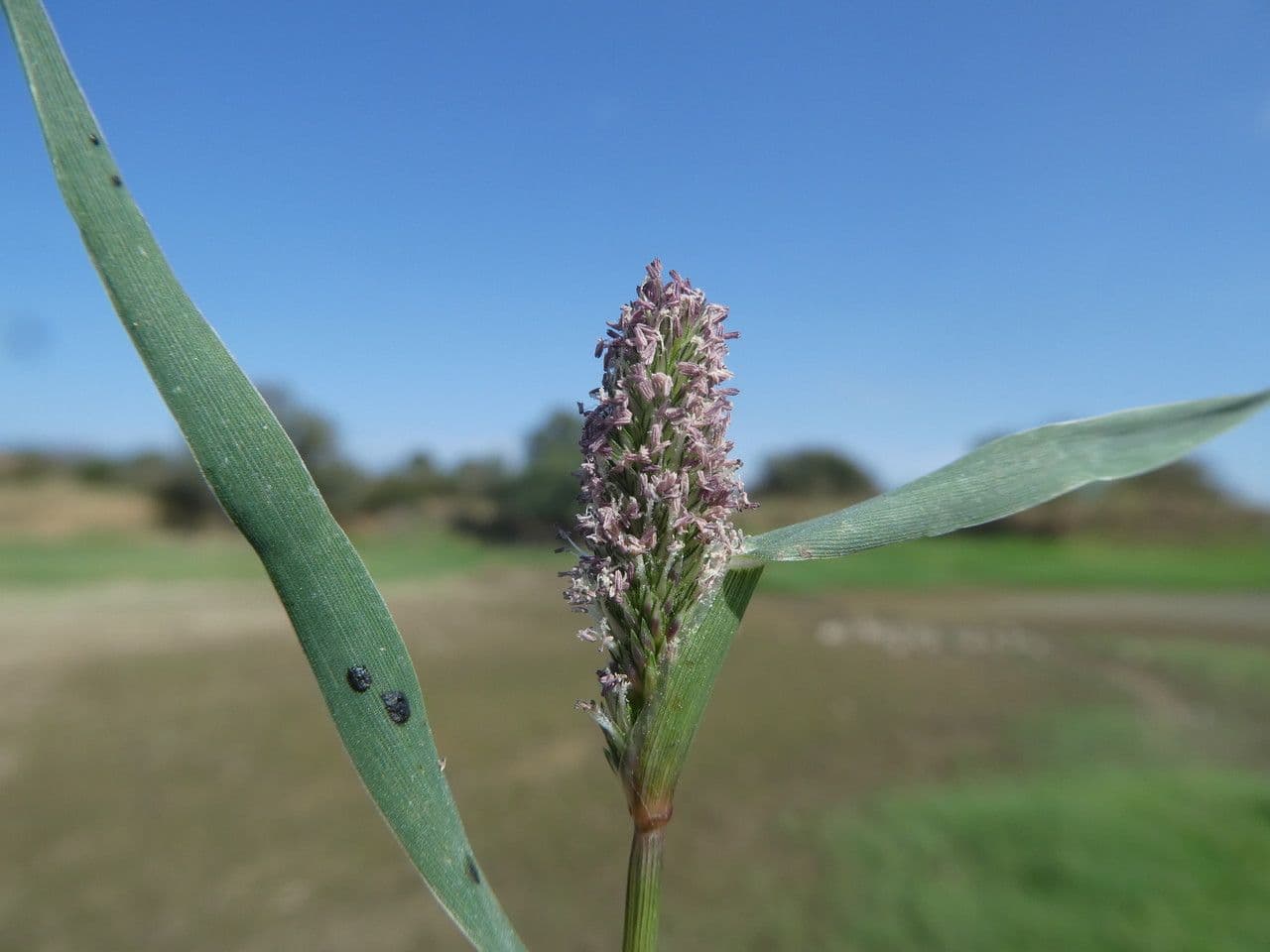 Crypsis schoenoides 9
