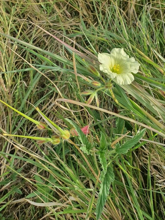 Monsonia 11