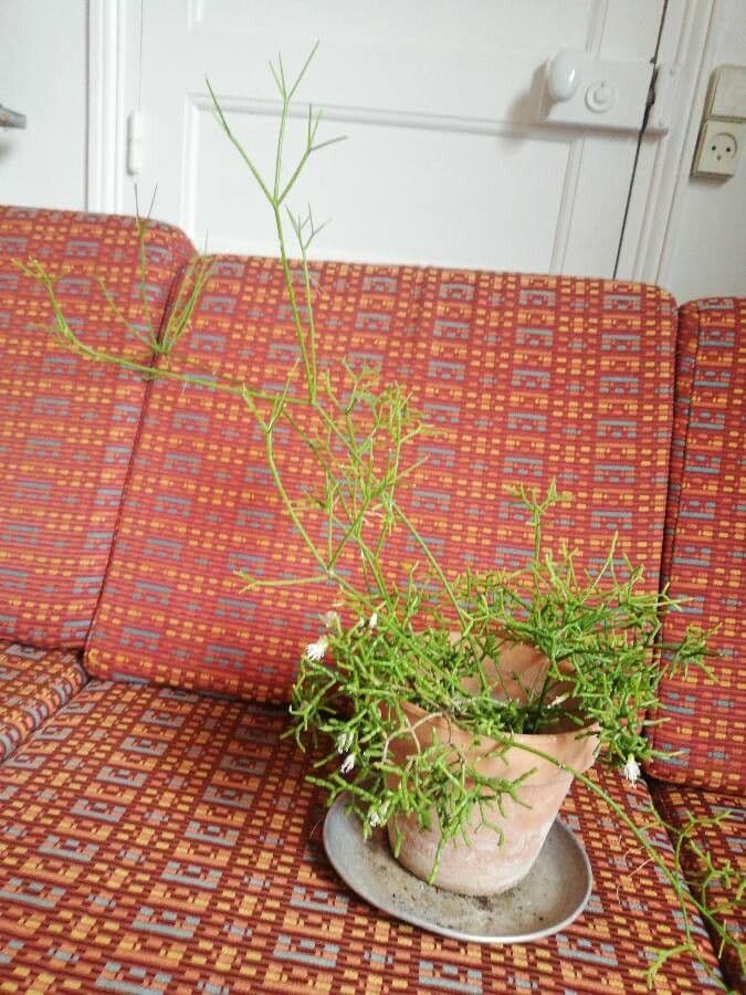 Cactus corail 8