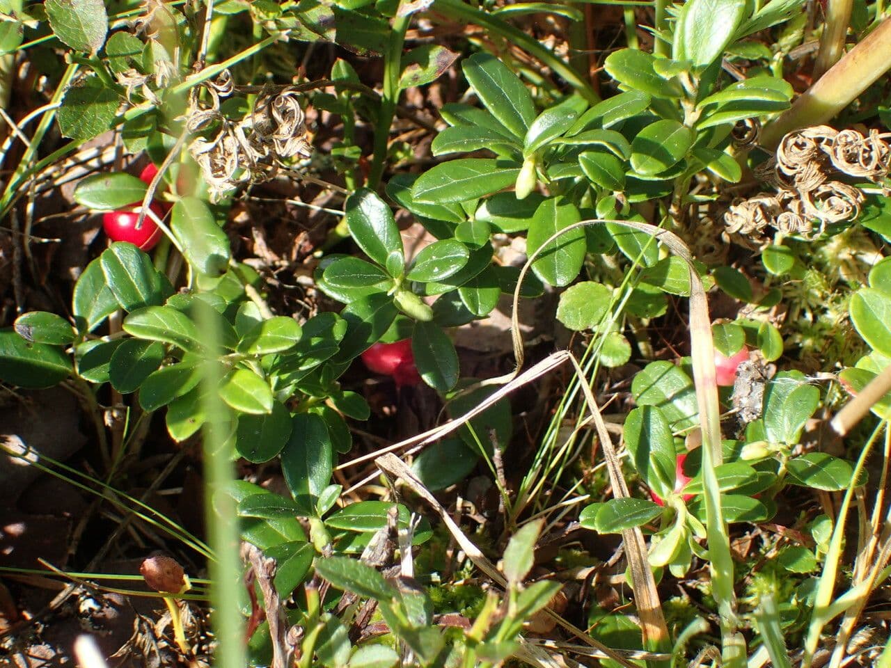 Borówka brusznica 30